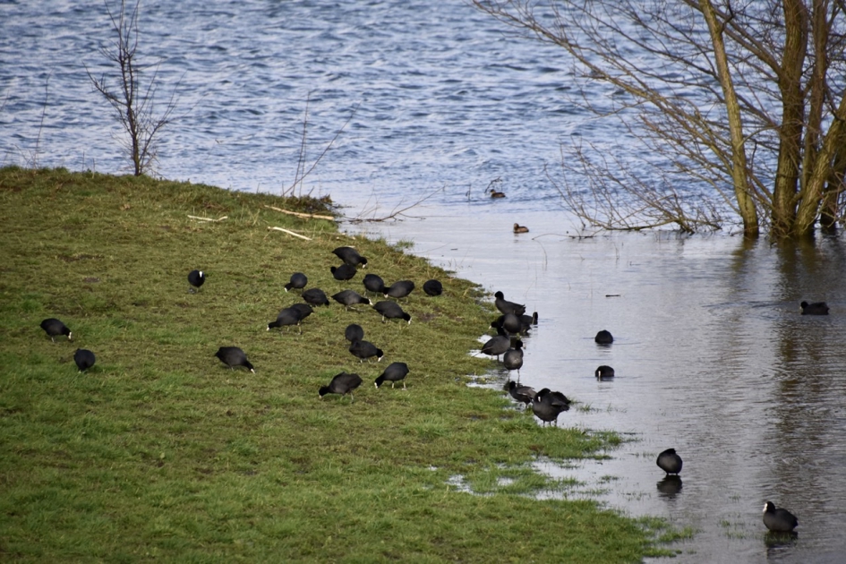 Meerkoetjes - Vogels - 