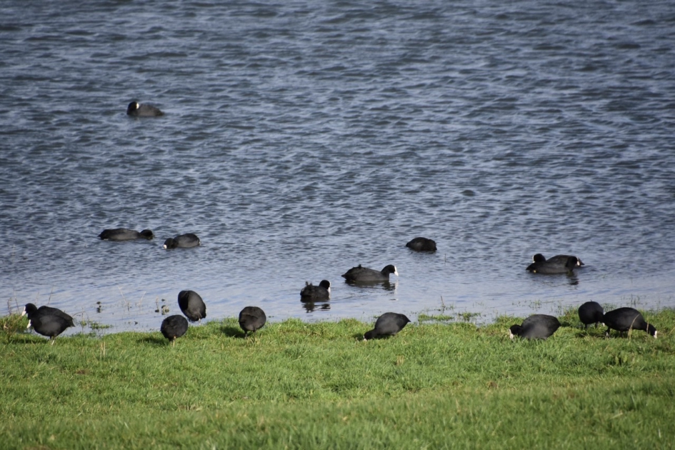 Meerkoetjes - Vogels - 