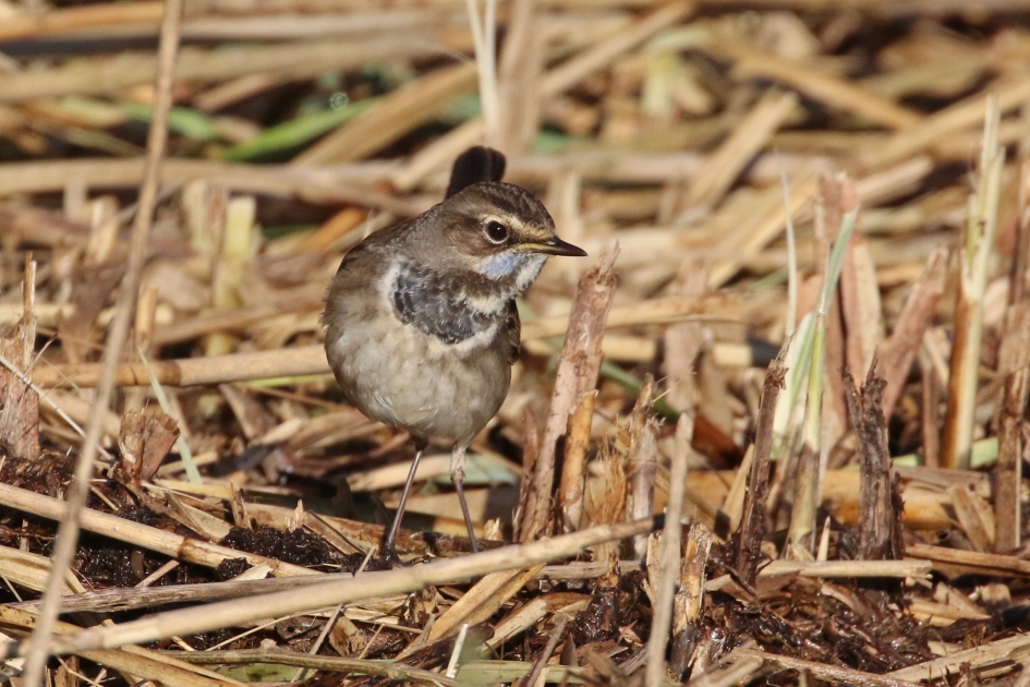 Mevr. Blauwborst - Vogels - 