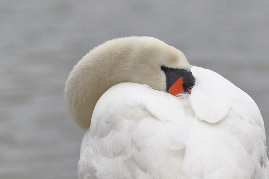 middagdutje - Vogels - knobbelzwaan -m-