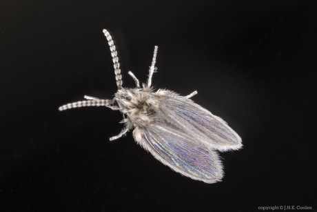 Motmugje (Psychodidae)