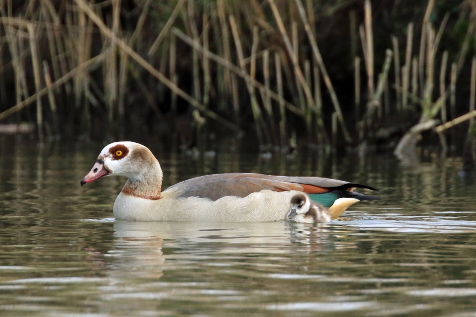 Nijlgans met (nog maar) één jong - Vogels - 