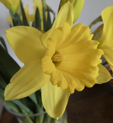 Narcis