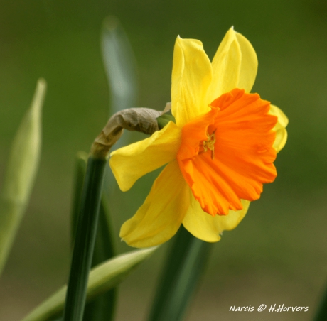 Narcis.