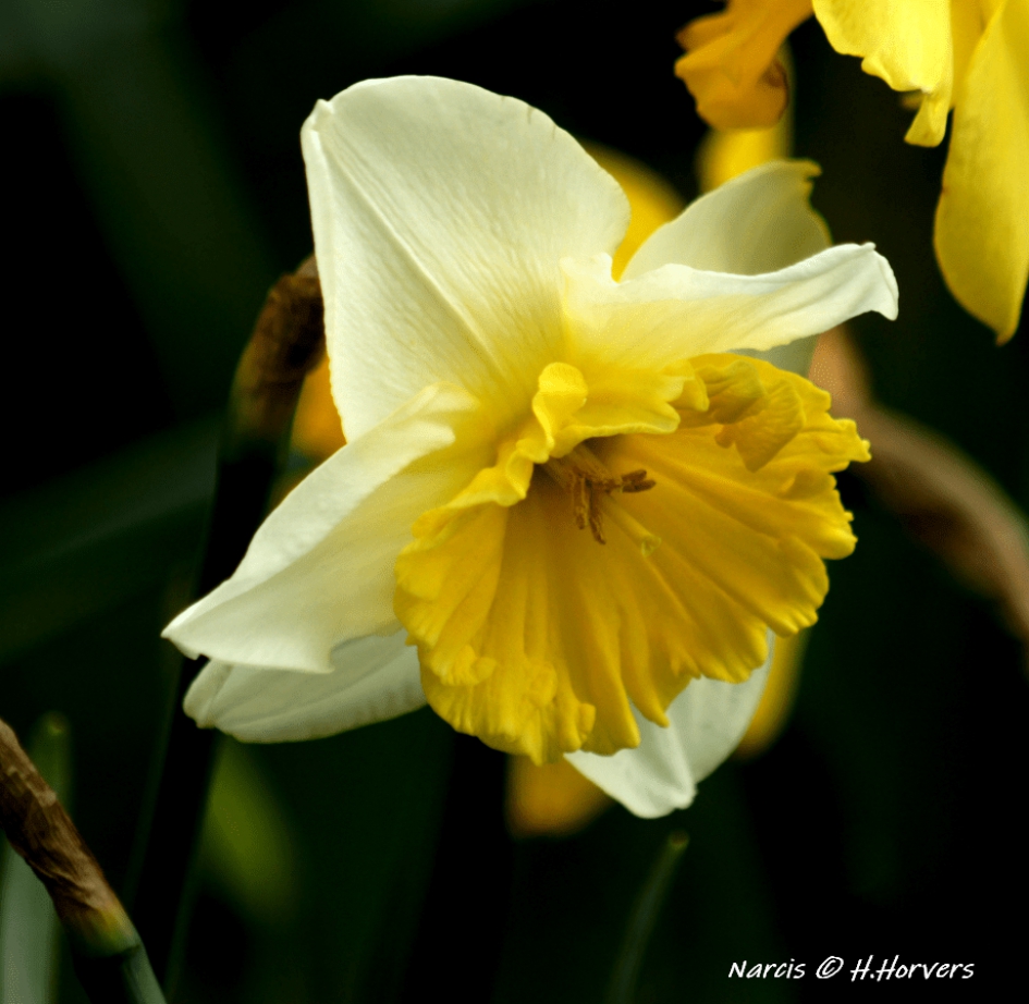 Narcis. - Planten - Narcis.