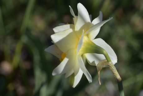 Narcis