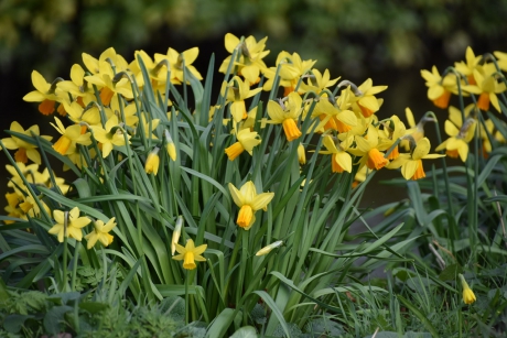 Narcissen