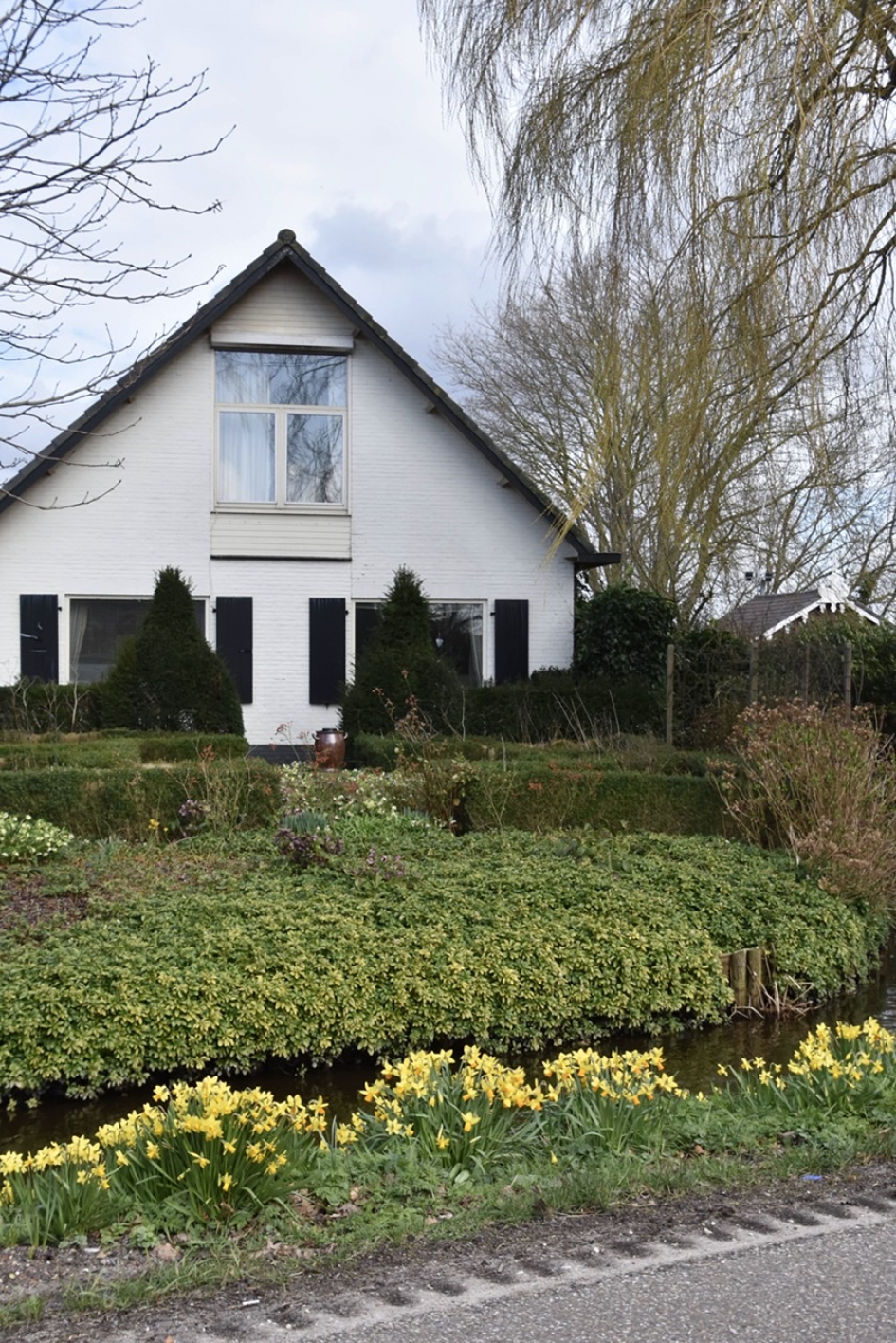 Narcissen - Planten - 
