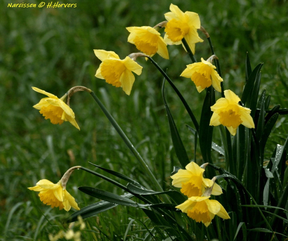 Narcissen - Planten - Narcissen