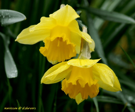 Narcissen