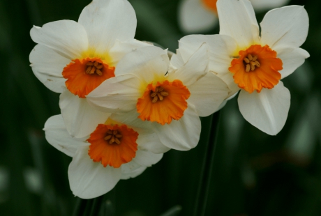 Narcissen