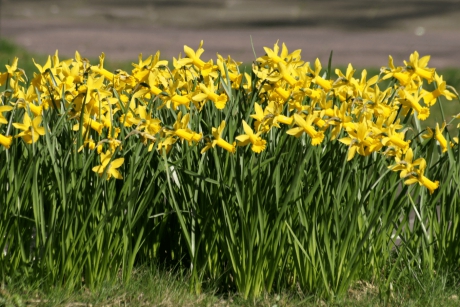 Narcissen.