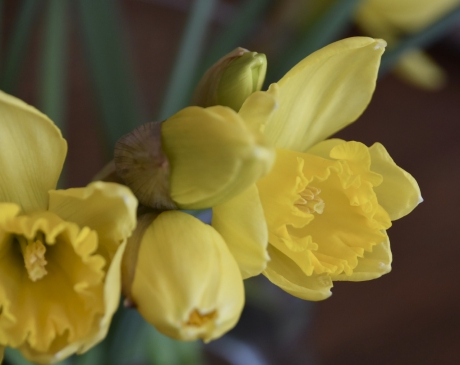 Narcissen