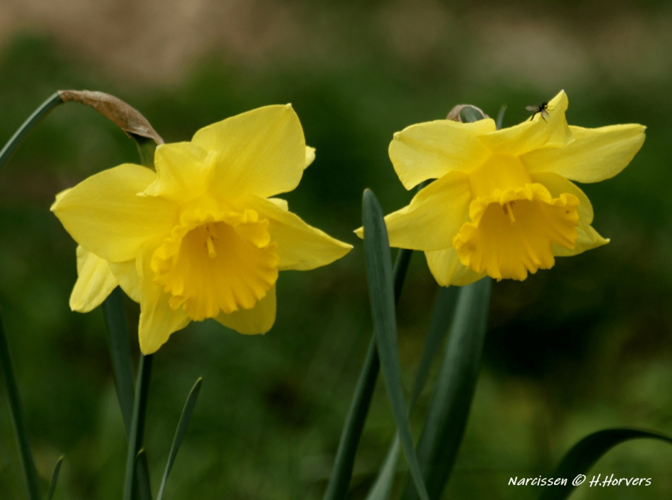 Narcissen - Planten - Narcissen