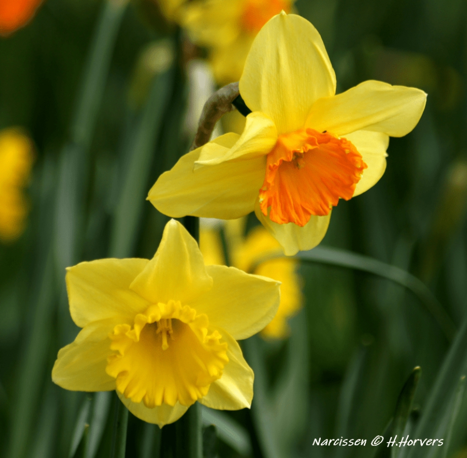 Narcissen. - Planten - Narcissen.