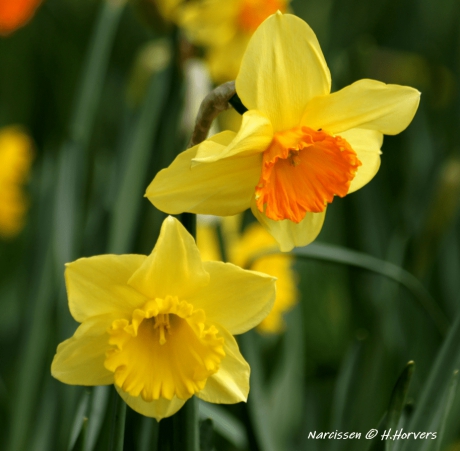Narcissen.