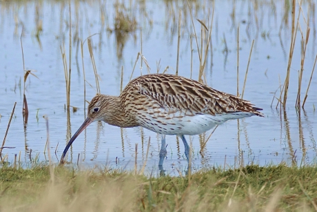 Natte (Blauwgrijze) Poten