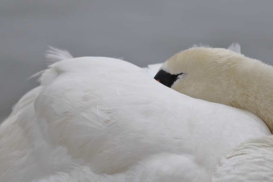 niet storen a.u.b. - Vogels - knobbelzwaan