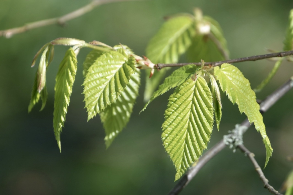 Nieuw blad - Planten - 