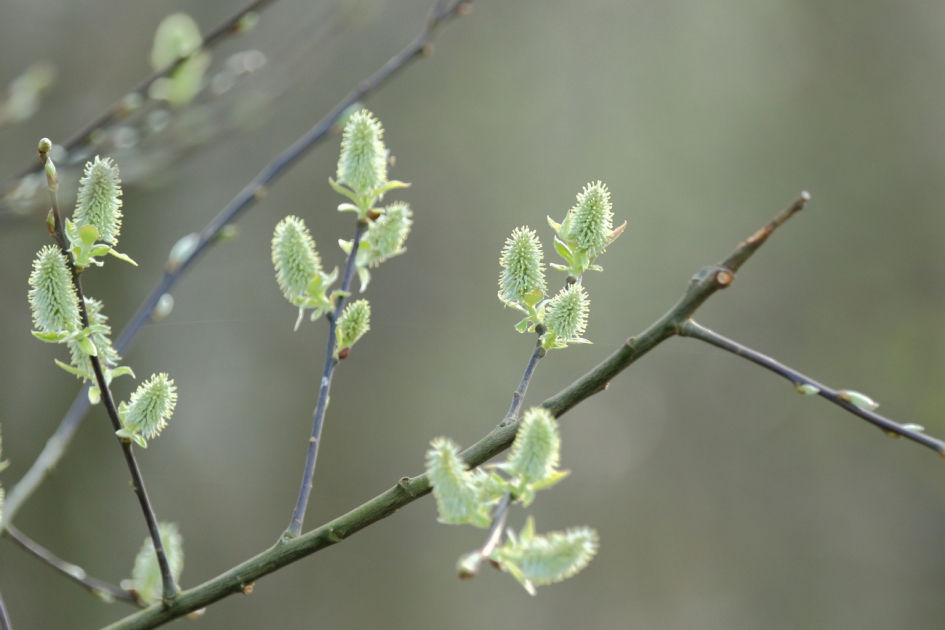 nieuw leven - Planten - boswilg