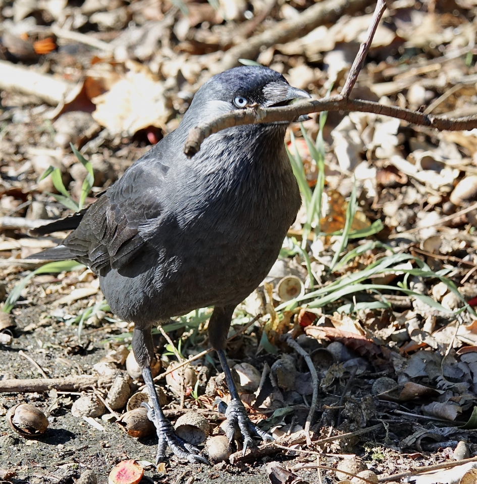 Nieuwe Buren 2 - Vogels - Kauw