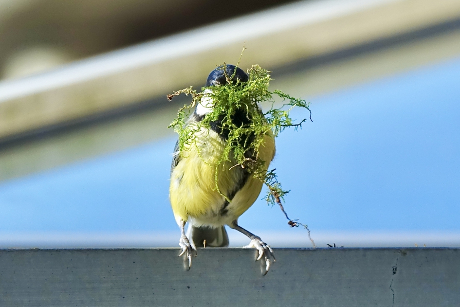 Nieuwe Buren 3 - Vogels - Koolmees