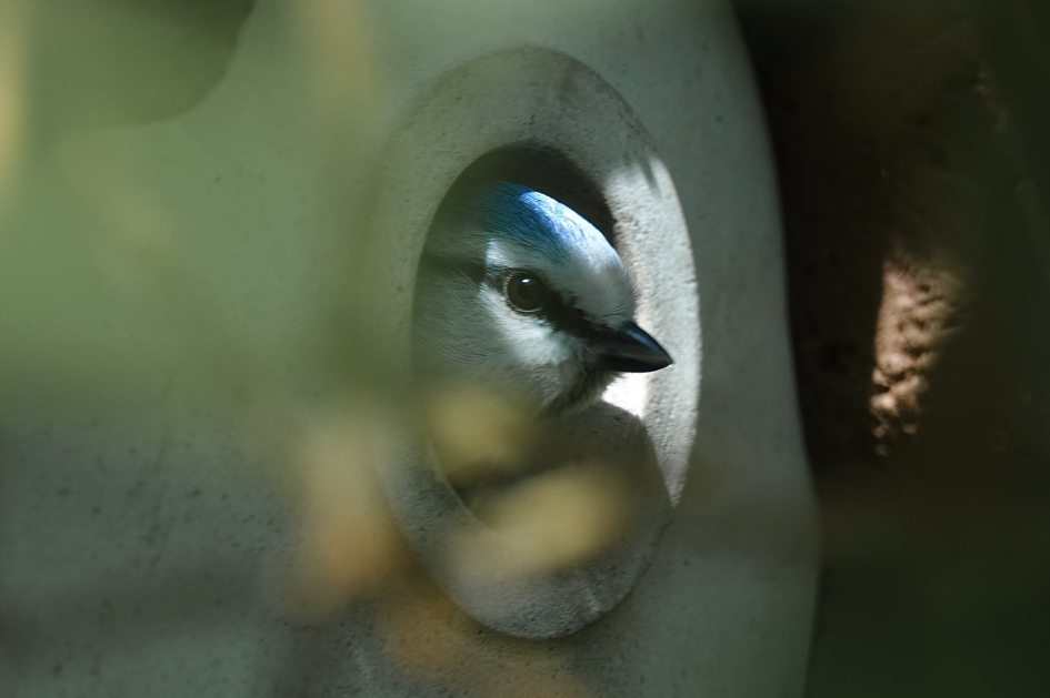 Nieuwe Buren 4 - Vogels - Pimpelmees