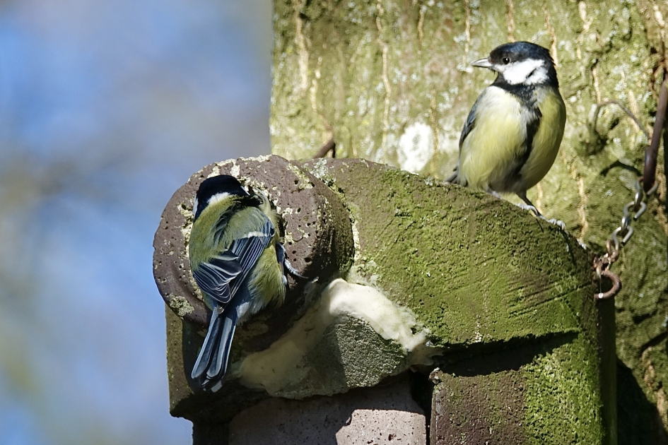 Nieuwe Buren - Vogels - Koolmees