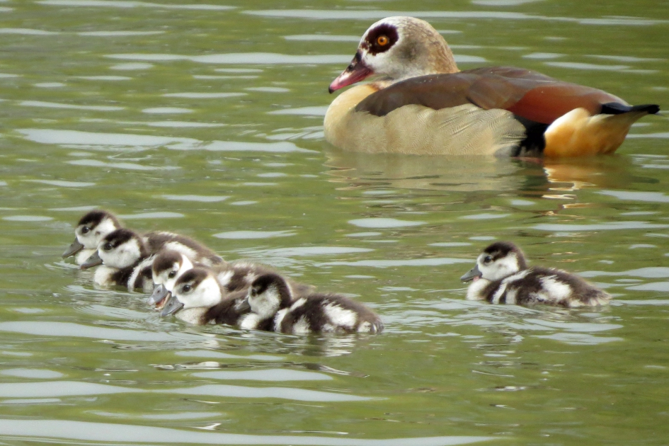 Nijlgans  met jongen - Vogels - 