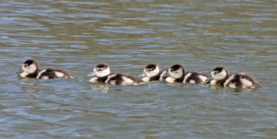 Nijlgansjes - Vogels - 