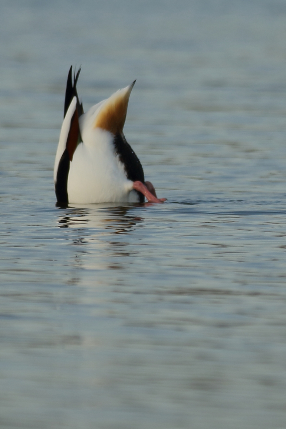 bergeend - Vogels - bergeend