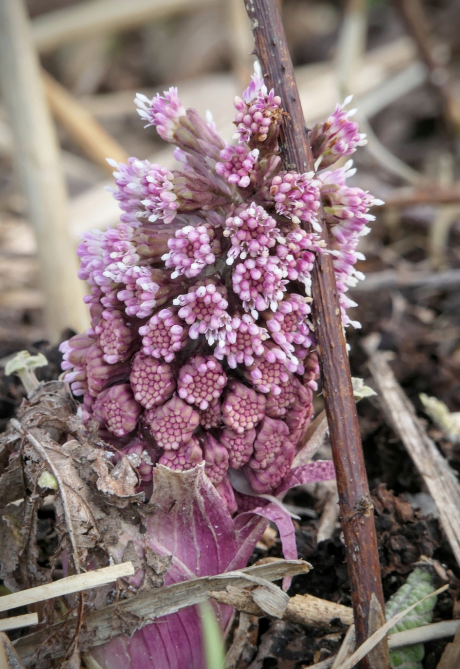 Ondersteuning. - Planten - Groot hoefblad