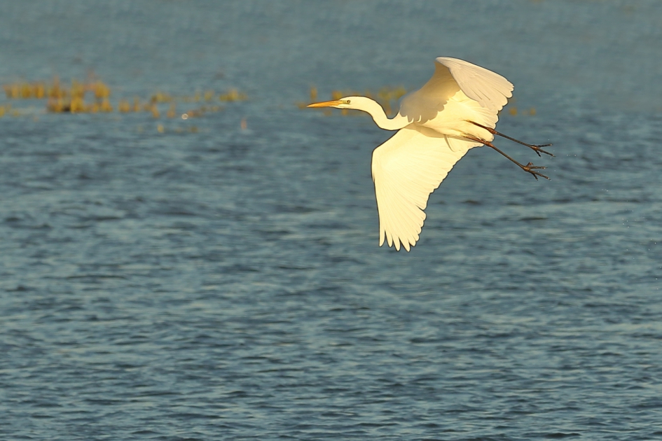onderweg - Vogels - grote zilverreiger