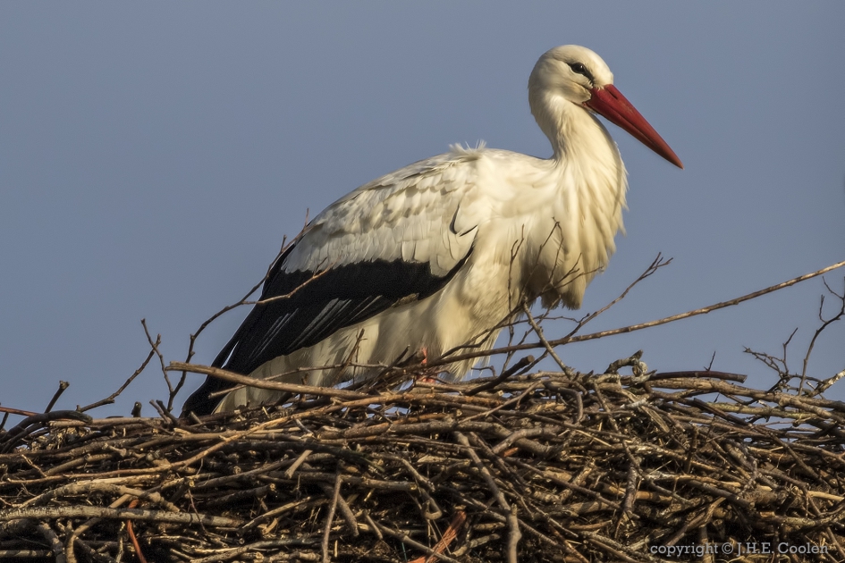 Ooievaar (Ciconia ciconia) - Vogels - Ooievaar