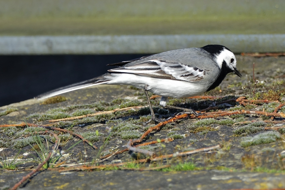 Op de Sluisoever - Vogels - Witte Kwikstaart