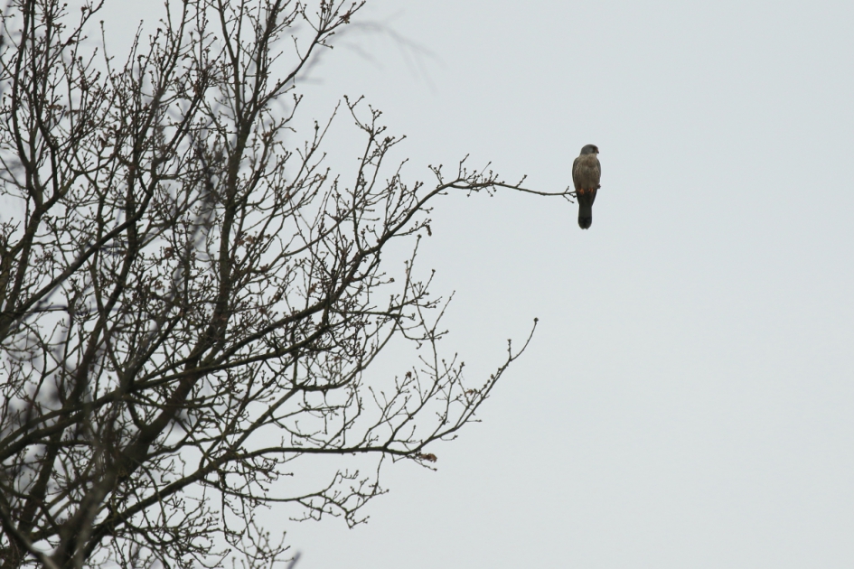 op het uiterste puntje - Vogels - torenvalk