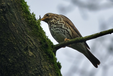 Op zoek naar nestbekleding