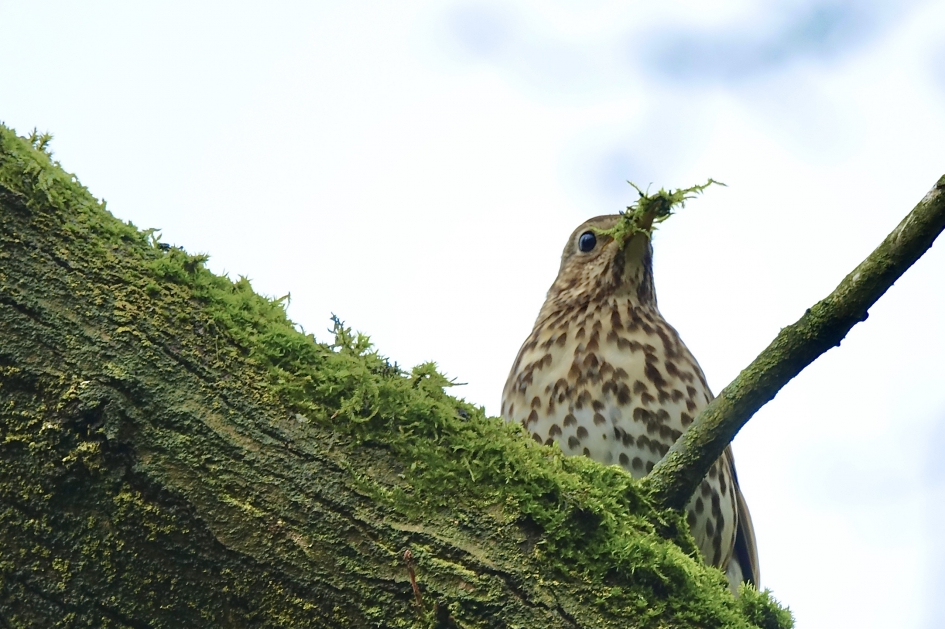 Op zoek naar nestbekleding - Vogels - Zanglijster