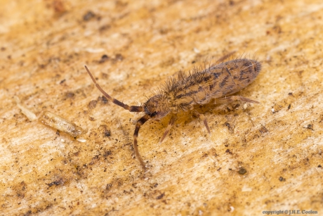 Orchesella quinquefasciata