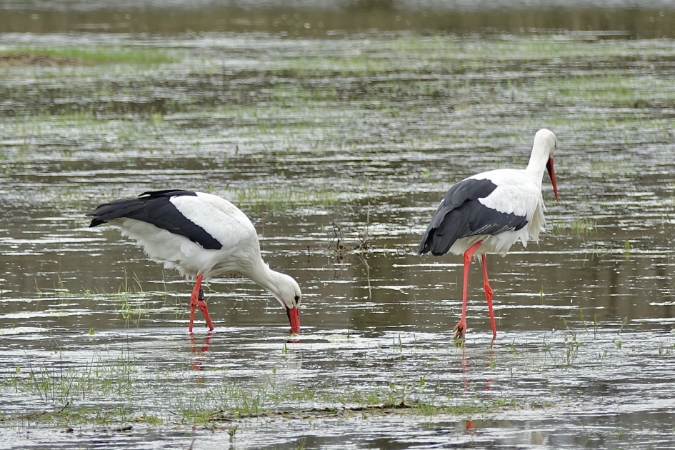 Paar - Vogels - Ooievaar