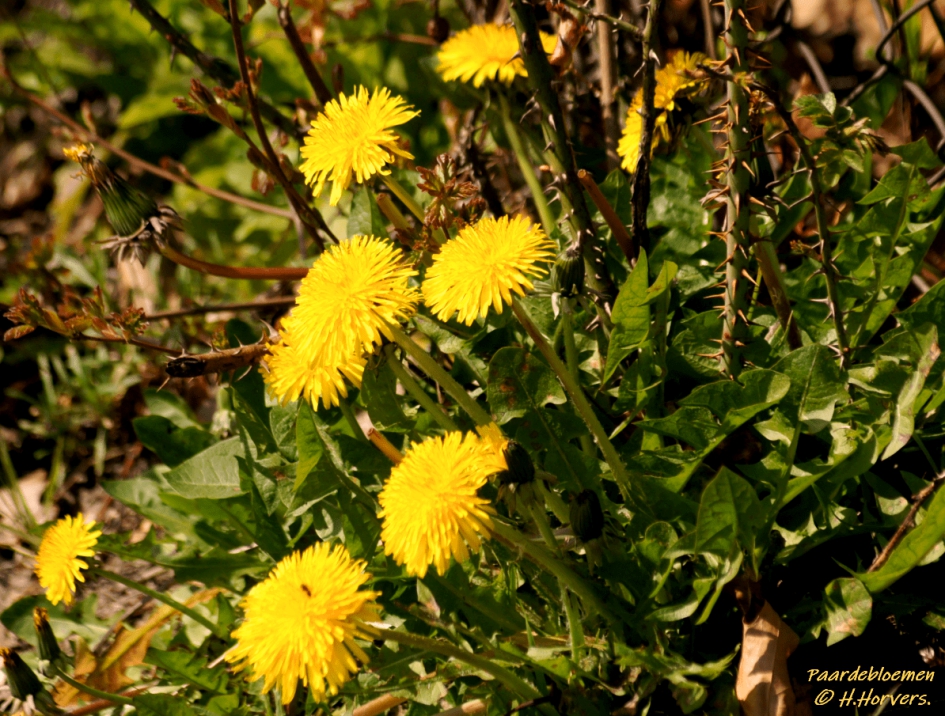 Paardebloemen - Planten - Paardebloemen