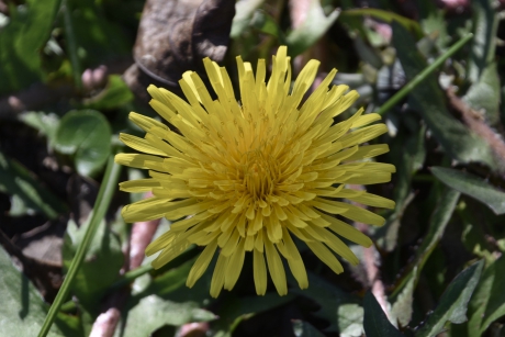 Paardenbloem