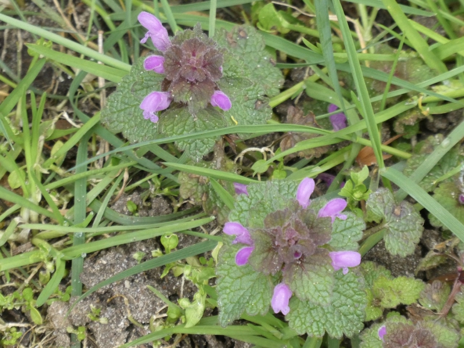 Paarse Dovenetel - Planten - 