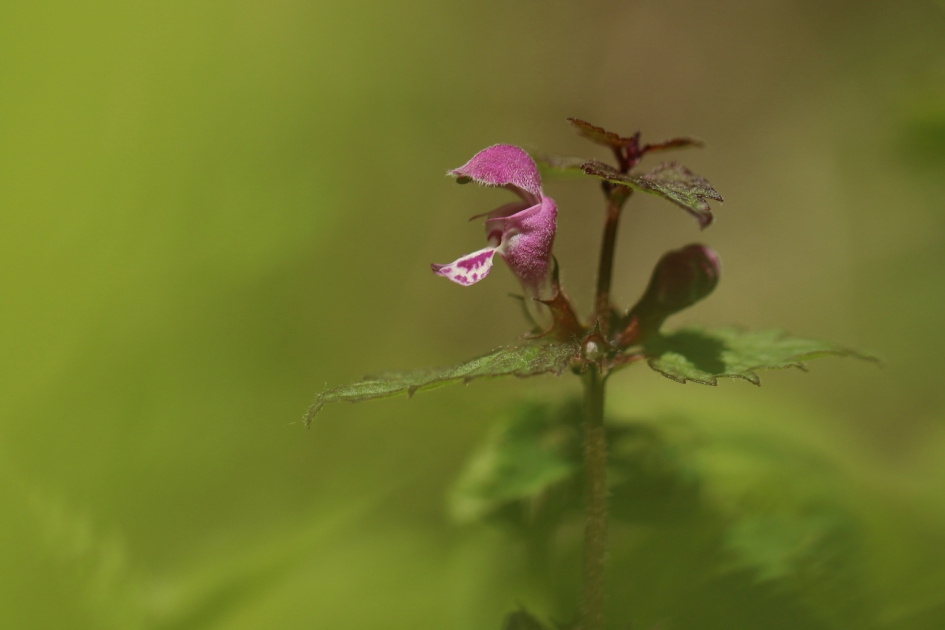 paarse dovenetel - Planten - paarse dovenetel