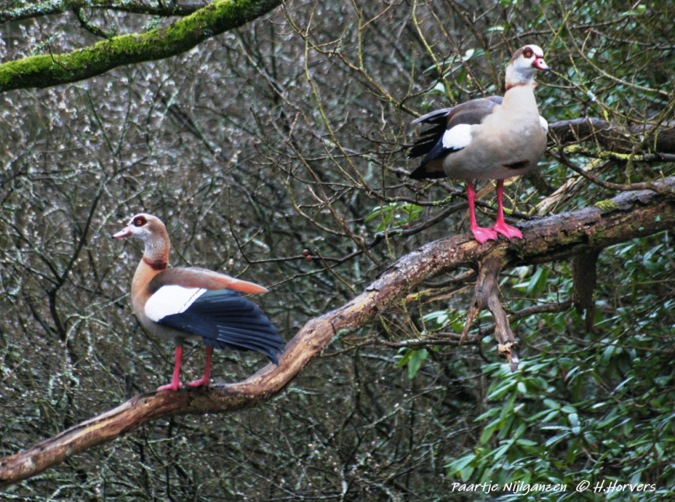 Paartje Nijlganzen - Vogels - Nijlganzen