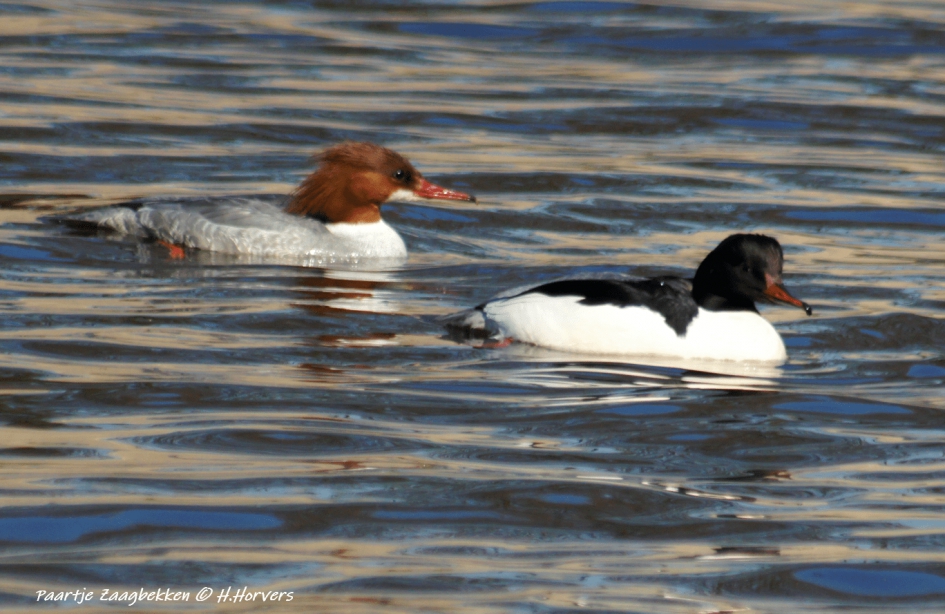 Paartje Zaagbekken - Vogels - Paartje Zaagbekken