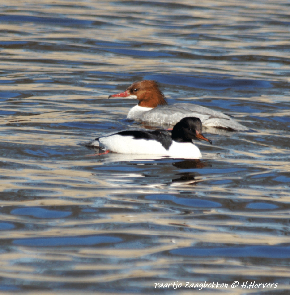 Paartje Zaagbekken - Vogels - Paartje Zaagbekken