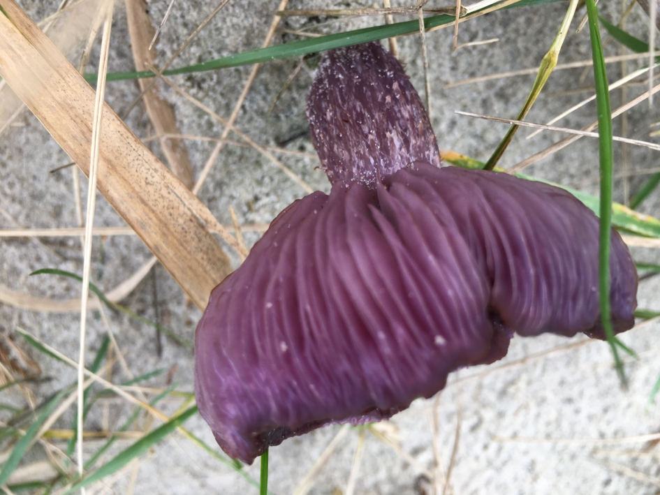 Paddenstoel - Schimmels - 