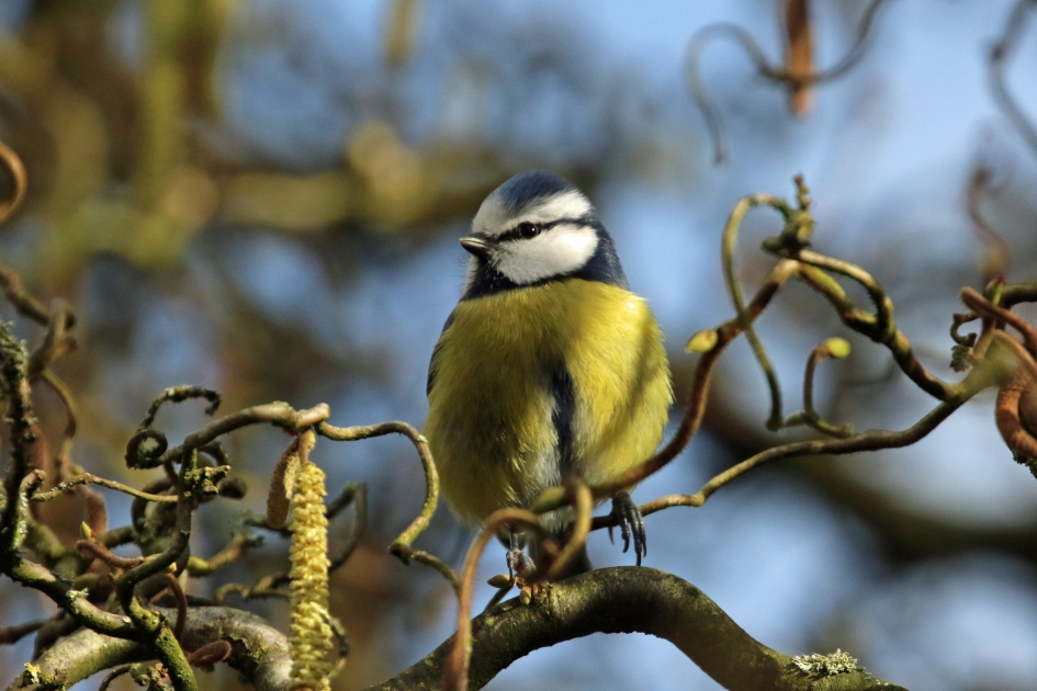 Pimpelmees - Vogels - 