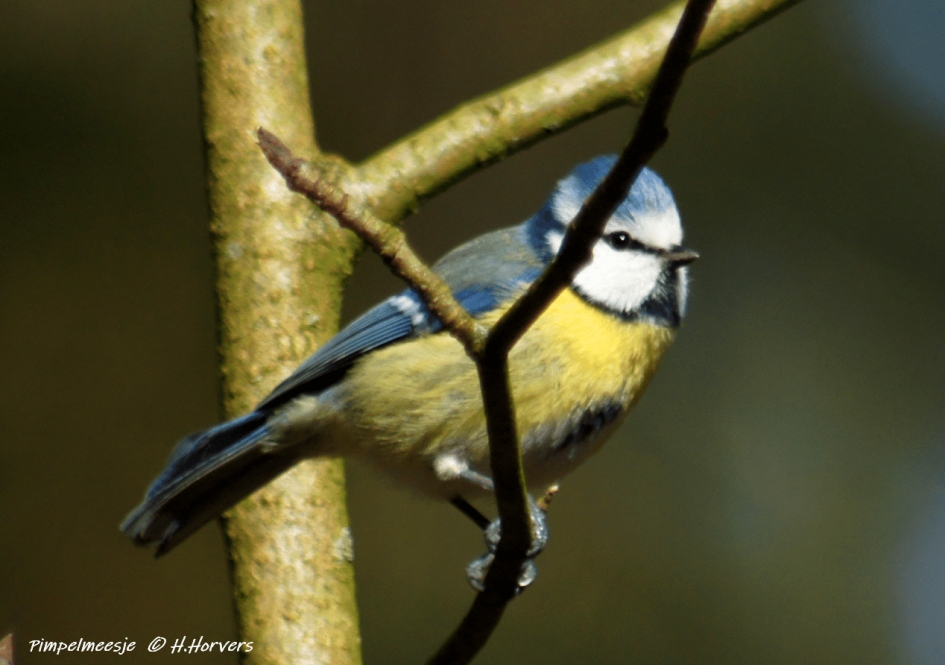 Pimpelmeesje - Vogels - Pimpelmeesje